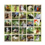 Мемори карти с кутия Rappa - Image 5