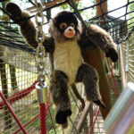 Плюшена Паякообразна Маймуна Rappa - Image 5