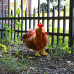 Плюшен петел Rappa - Image 5